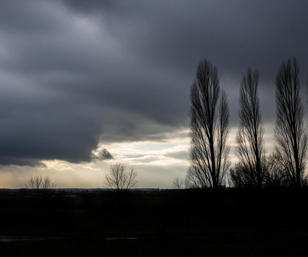 Ciemne chmury dominują niebo, zajmując górną połowę obrazu, z wyraźnym przejaśnieniem w ich lewej dolnej części. W prawym i środkowym kadrze, na tle tego rozświetlenia, widać rząd pięciu wysokich, nagich drzew o smukłych sylwetkach, z delikatnymi, cienkimi gałęziami sięgającymi ku górze. Pod drzewami rozciąga się ciemny, niemal czarny horyzont, który lekko unosi się w lewej części, a niżej widoczna jest ciemna ziemia.