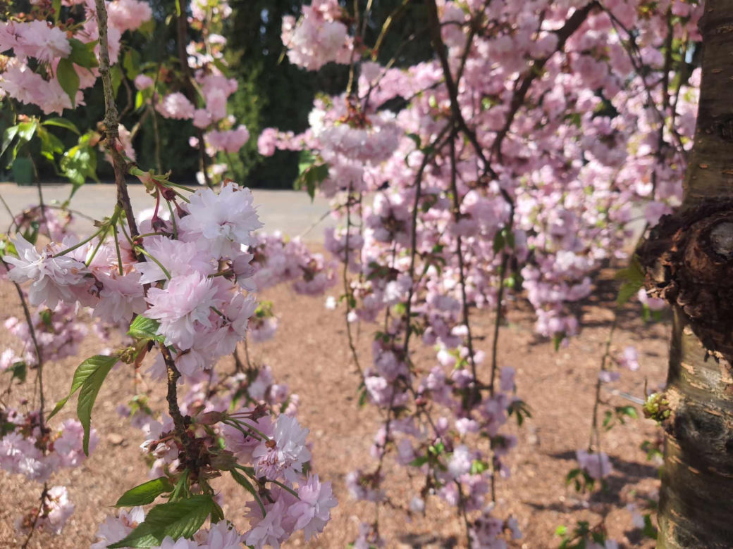 Kwitnące wiśnie i magnolie w Ogrodzie Botanicznym w Powsinie