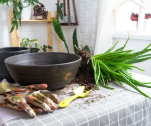 Rozmnażanie aloesu przez odrosty