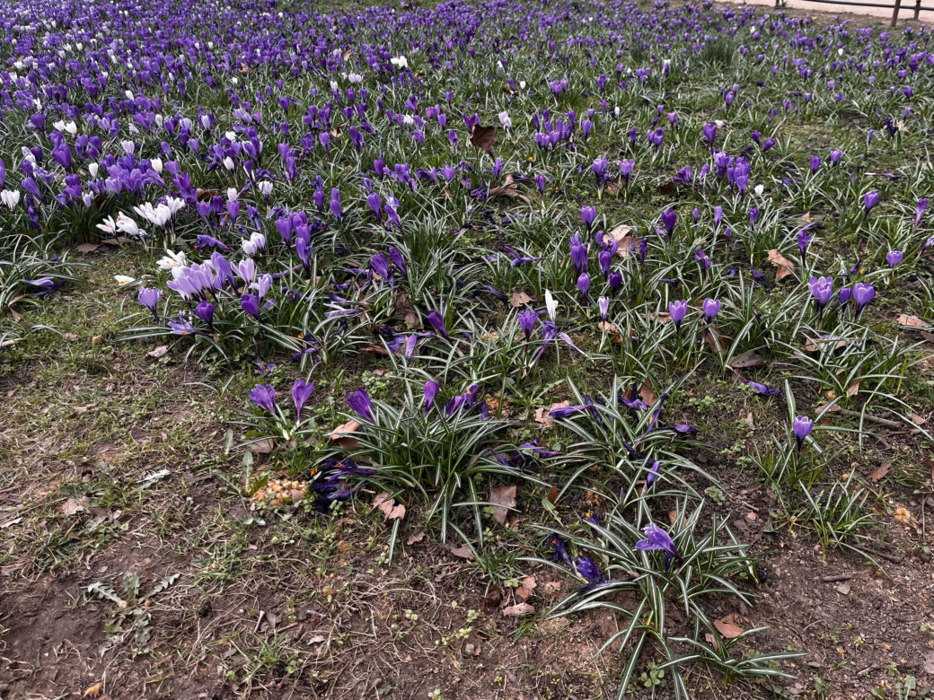 Krokusy w Szczecinie 