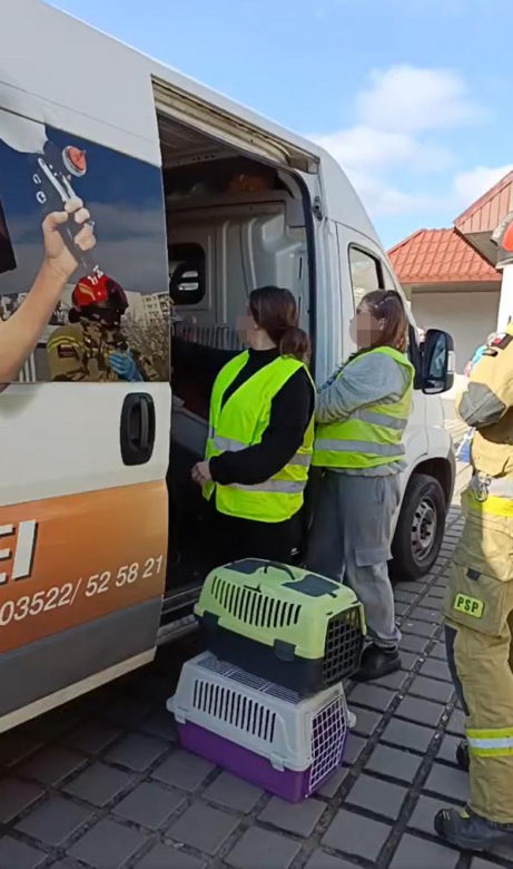 Toruńska Kocia Straż. Odebrano zwierzęta
