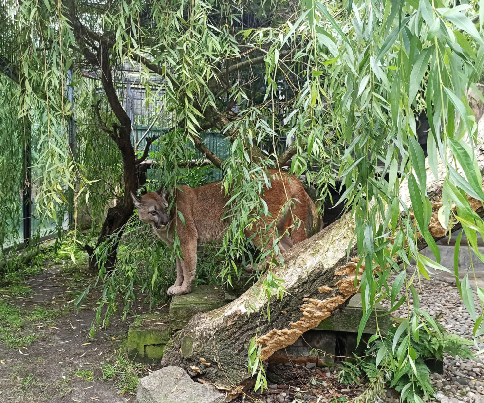 Puma Nubia