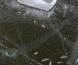 Rybi dramat w Białymstoku. Tysiące martwych ryb pod lodem