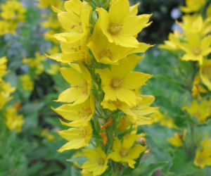 Żółte kwiaty w letnim ogrodzie