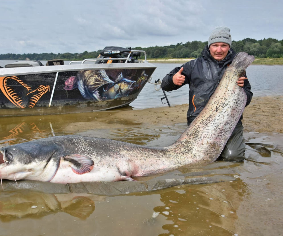 Sum-gigant złowiony pod Warszawą