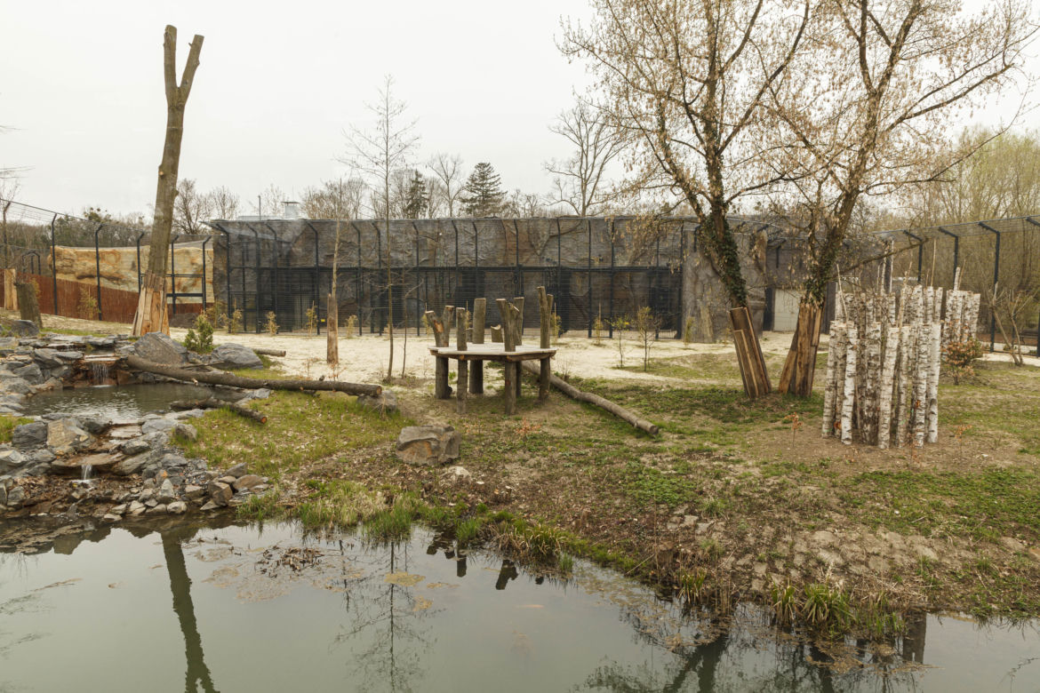 Zoo Opole. Lwy na wybiegu po 24 latach! Wielkie koty wróciły [ZDJĘCIA]