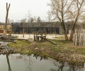 Zoo Opole. Lwy na wybiegu po 24 latach! Wielkie koty wróciły [ZDJĘCIA]