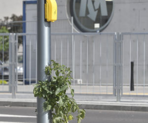 Pomidorek wyrósł w metrze