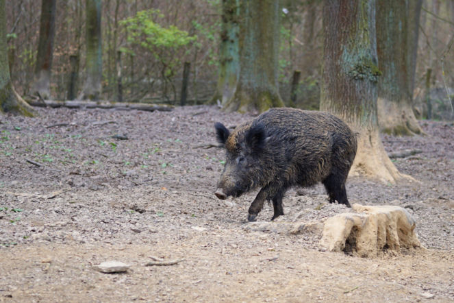 Kobieta uciekła przed dzikami na drzewo. Teraz chcą ją nagrodzić w nietypowy sposób