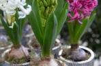 Hiacynty w doniczkach