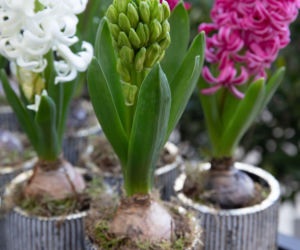 Hiacynty w doniczkach