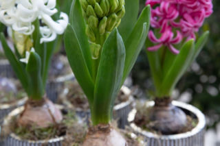 Hiacynty w doniczkach