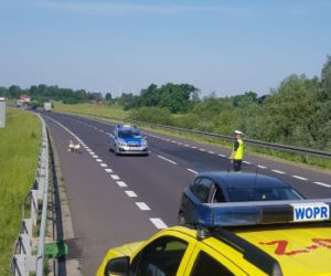Policjanci eskortowali łabędzie