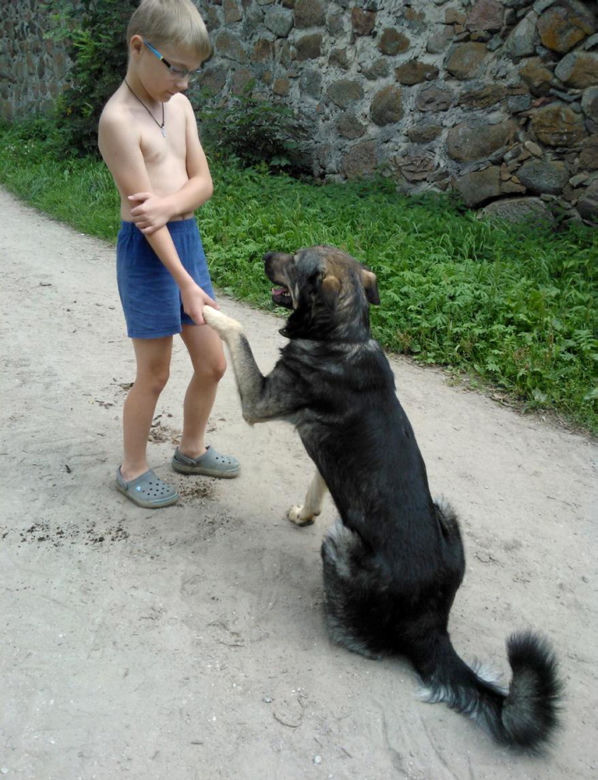ZASTRZELILI NASZE PSY