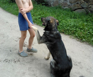 ZASTRZELILI NASZE PSY