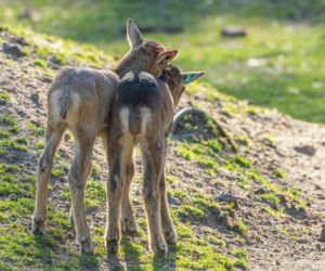 Nowi mieszkańcy wrocławskiego zoo