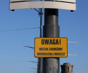  Wścieklizna atakuje w Warszawie