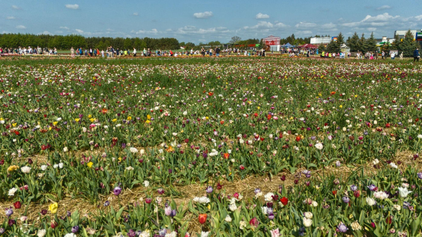 Święto Tulipanów 2025