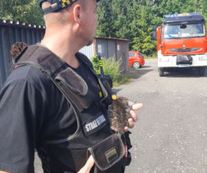 Strażnicy miejscy uratowali małego kotka