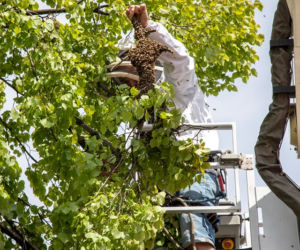 Atak pszczół na Bemowie! Rójka przy Urzędzie Dzielnicy.