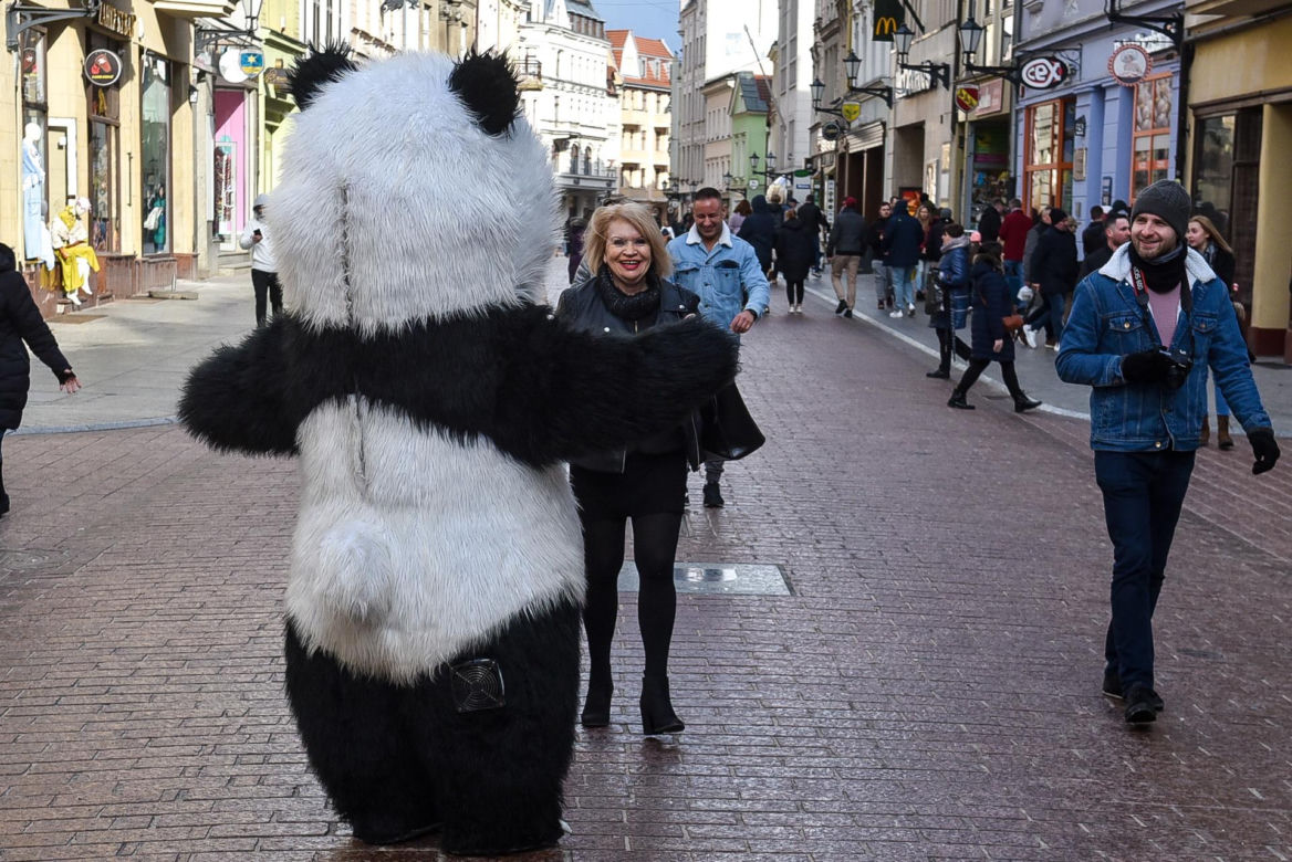 Zakopane ma Chytrego Misia, Toruń Wesołą Pandę, kulturalnie zaczepia turystów