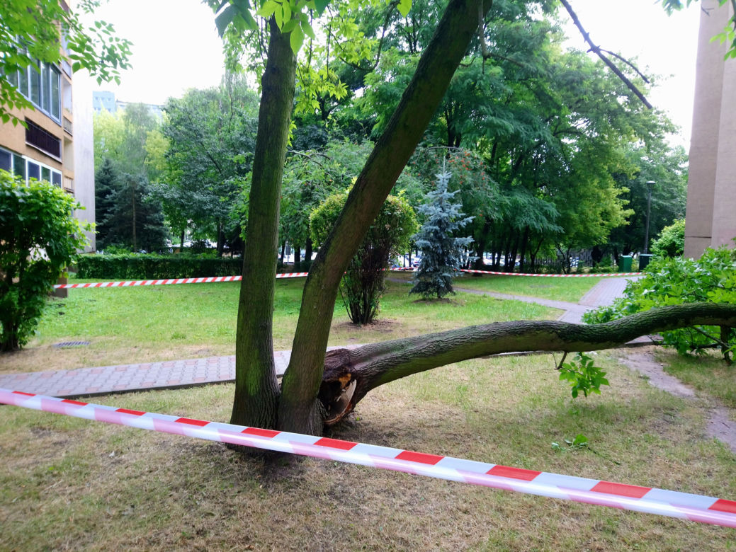 Drzewo runęło na blok i chodnik w Krakowie