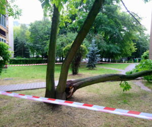 Drzewo runęło na blok i chodnik w Krakowie