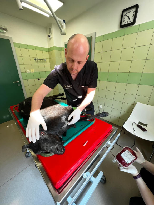 Transfuzja krwi kóz w lecznicy ADA [GALERIA]