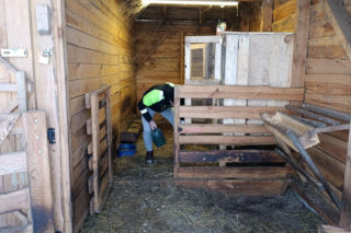 Wataha psów terroryzuje wieś. „Nie zaatakowały z głodu. To była napaść, by zabić”
