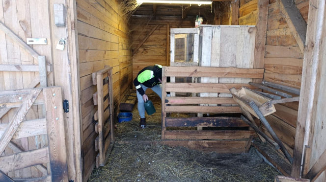 Wataha psów terroryzuje wieś. „Nie zaatakowały z głodu. To była napaść, by zabić”