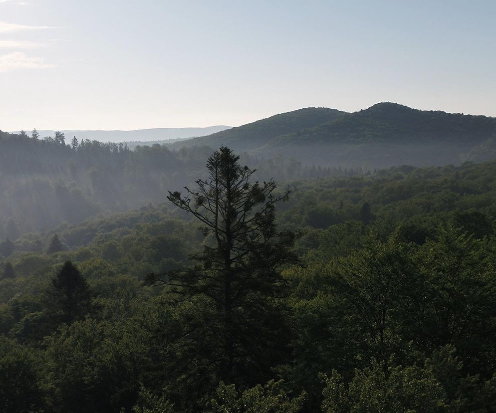To królowa bieszczadzkich lasów. Jodła „Niebolubna” to prawdziwa gigantka