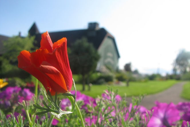 Pogoda długoterminowa - jaki będzie maj 2017?