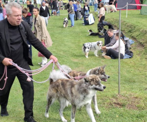 Psie piękności królują w Kaliszu