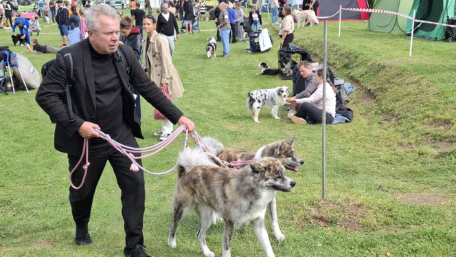 Psie piękności królują w Kaliszu