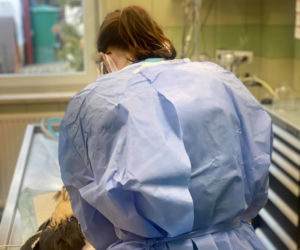 Biopsja koguta Zdzicha