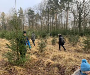 Choinkobranie w Lasach Państwowych. Tu pachnące choinki kupisz za grosze