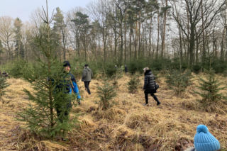 Choinkobranie w Lasach Państwowych. Tu pachnące choinki kupisz za grosze