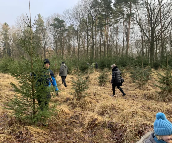 Ceny choinek 2025. W Lasach Państwowych kupisz drzewko najtaniej na choinkobraniu. Sprawdź, gdzie zapłacisz tylko 30 zł