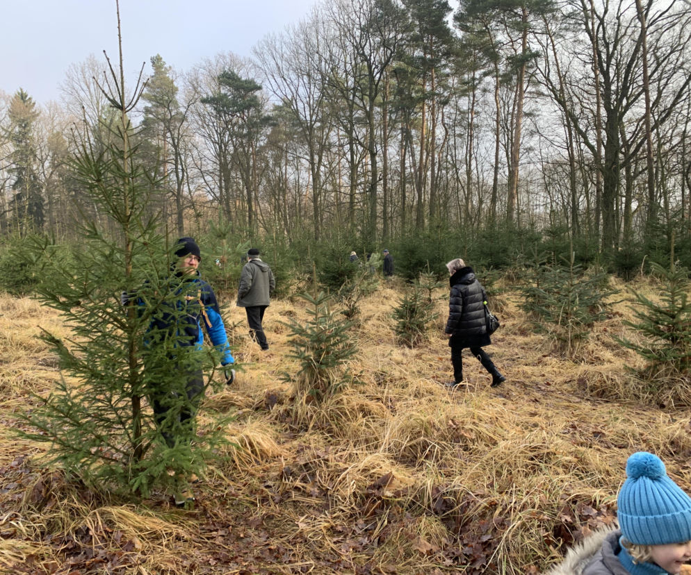 Choinkobranie w Lasach Państwowych. Tu pachnące choinki kupisz za grosze