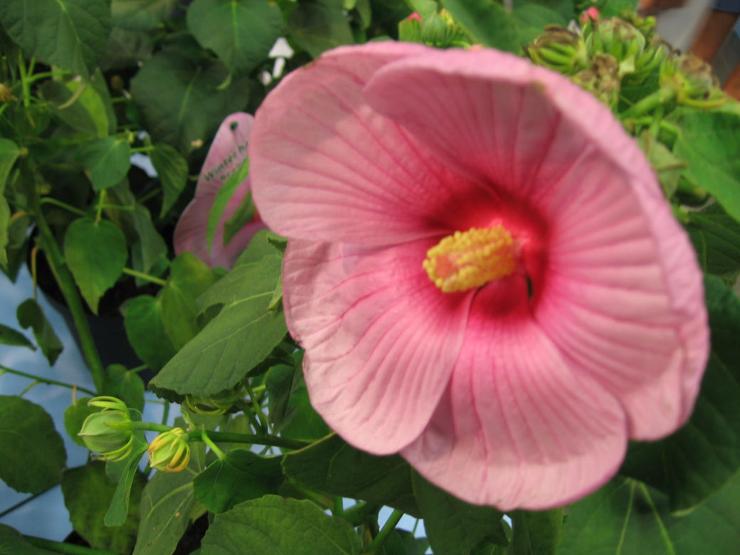 Ketmia 'Mauvelous'