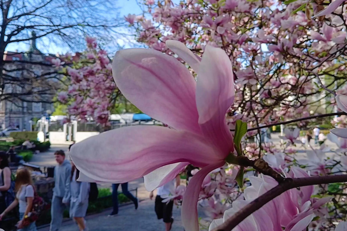 Magnolie w Szczecinie