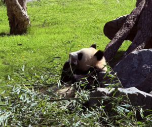 Pandy ZOO Berlin