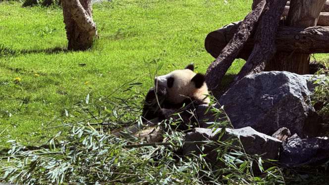 Pandy ZOO Berlin