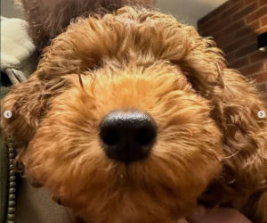 Sebastian Fabijański z pieskiem