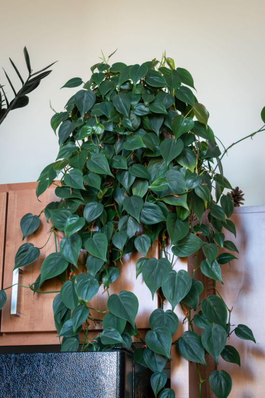 Filodendron pnący