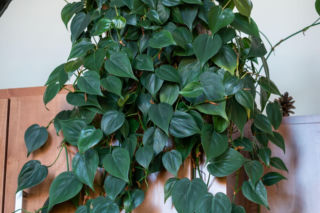Filodendron pnący