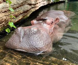 Pelagia – najstarszy hipopotam nilowy w Polsce w warszawskim ZOO