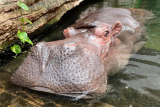 Pelagia – najstarszy hipopotam nilowy w Polsce w warszawskim ZOO