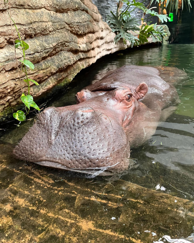 Pelagia – najstarszy hipopotam nilowy w Polsce w warszawskim ZOO