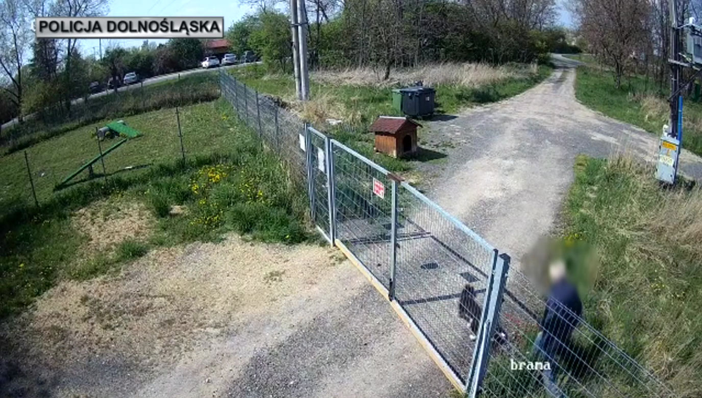 Sadysta rzucił psem przez ogrodzenie schroniska! Wszystko się nagrało. 